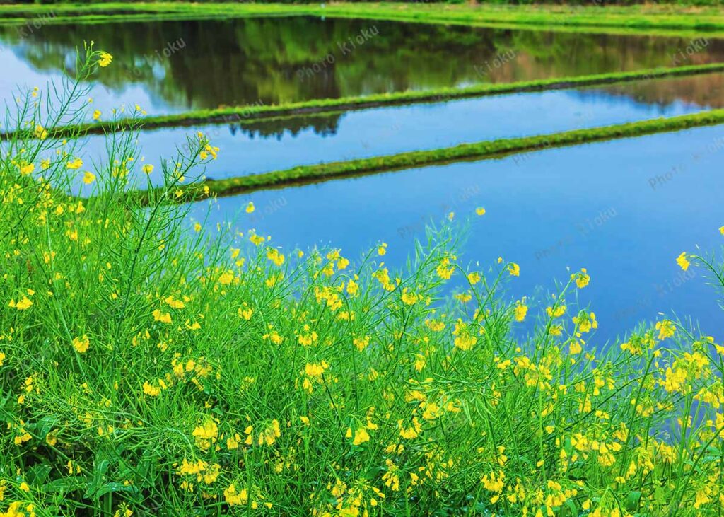 菜の花と田植え前の水田　矢板市　片岡