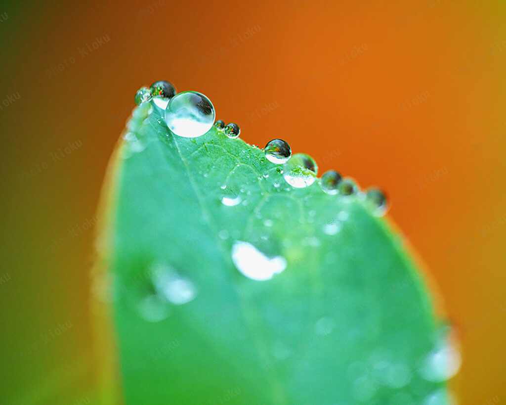 ブルーベリーの葉に付いた雫　矢板市 6月