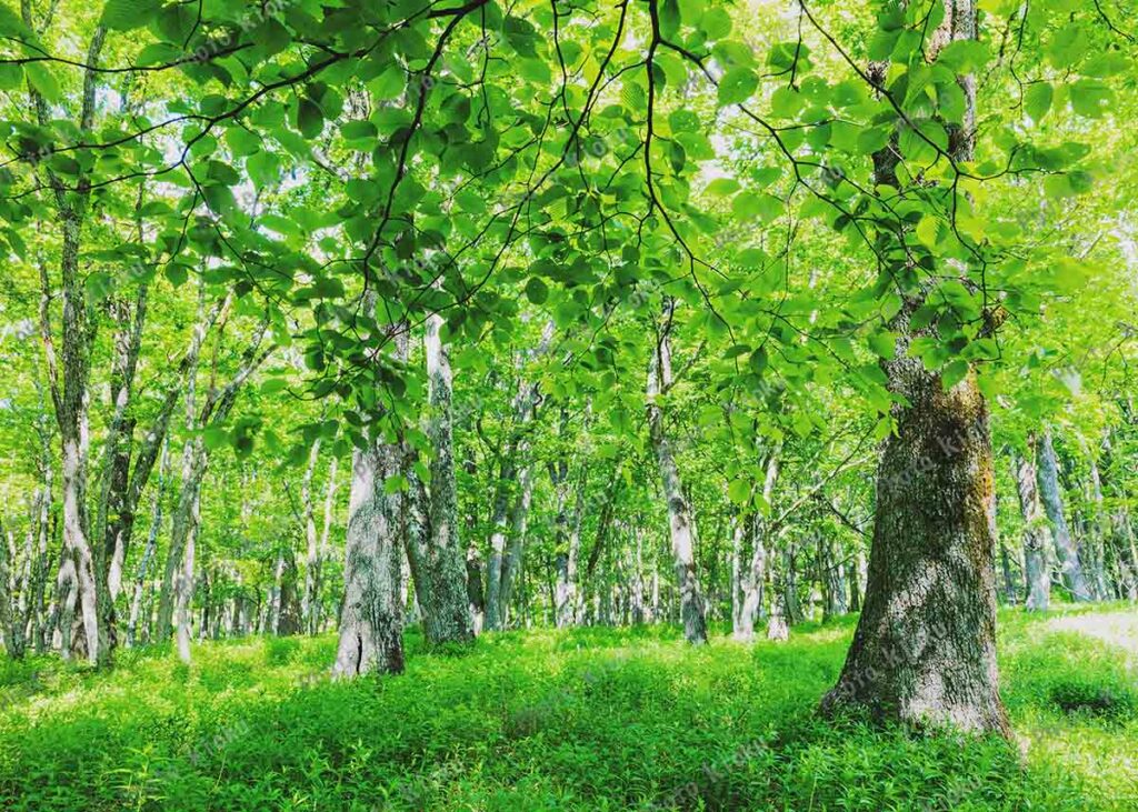 大木の多いミズナラの森