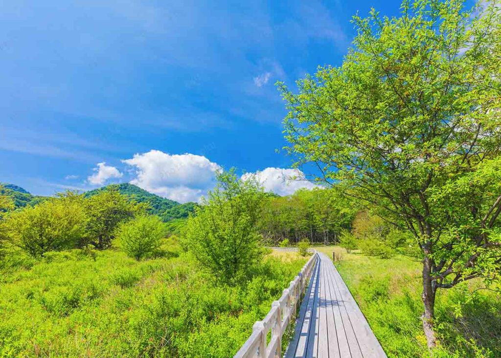 新緑の草原と木道　日光市　小田代ヶ原 6月