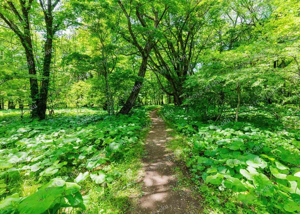 ミズナラの森　マルバタケブキの群落と小径　日光市 5月