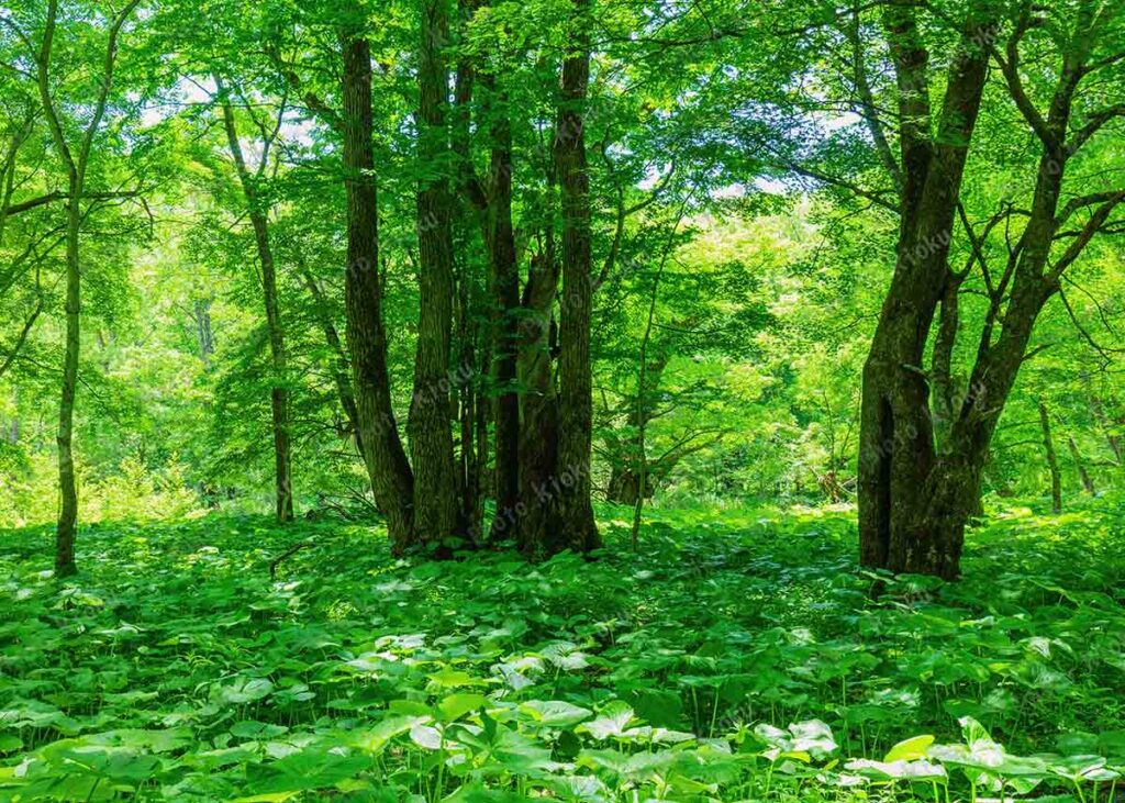 ミズナラの森の林床　マルバタケブキの群落　日光市 6月